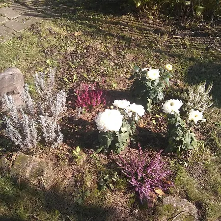 Zeravica 2* Sremski Karlovci
